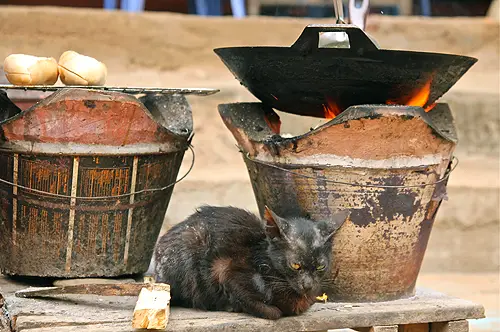 lao cat by fire
