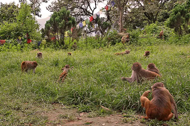 Monkeys roaming at Swayambhunath