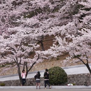jinhae cherry blossom festival, cherry blossoms in korea