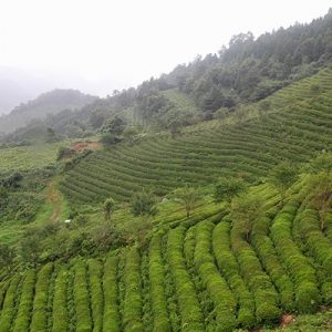 BOSEONG green tea fields