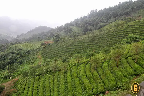 boesang green tea fields