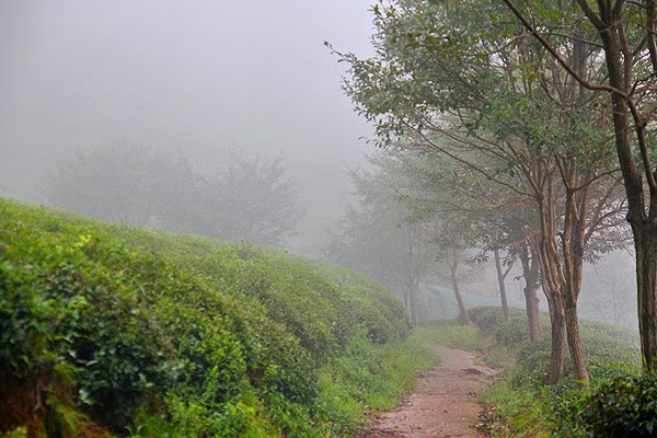 boesang green tea fields, how to get to boseong green tea fields