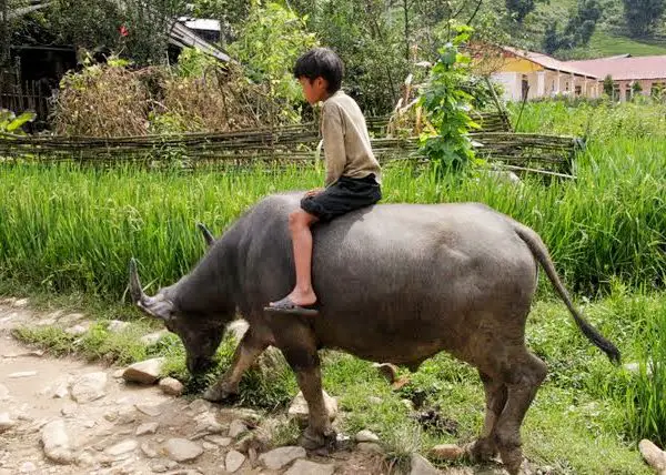 Boy riding water buffalo