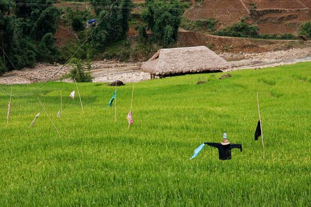 vietnam rice fields, homestay vietnam, tavan village homestay bedding, trekking accomodations sapa valley, sapa valley trekking, trekking sapa, trekking in vietnam, trekking tours vietnam, sapa homestay, tavaan village homestay, hmong village sapa valley