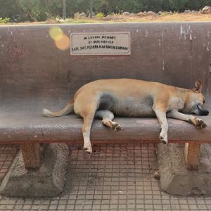 slumdogs, Photo Essay: Slumdogs of Mumbai, photos of dogs in mumbai