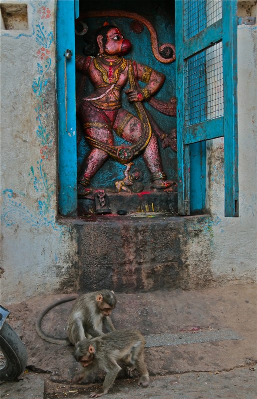hampi monkeys