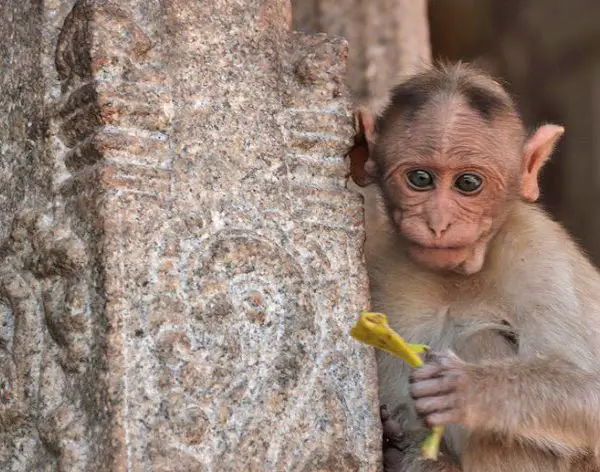cute monkey india, hanuman temple hampi, monkey temple hampi