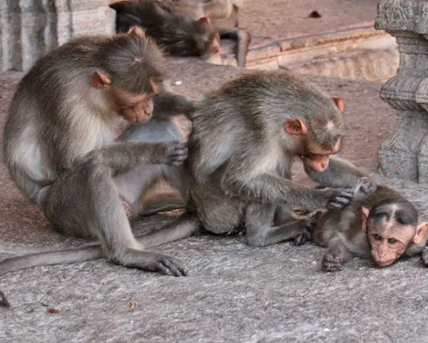 family of monkeys india