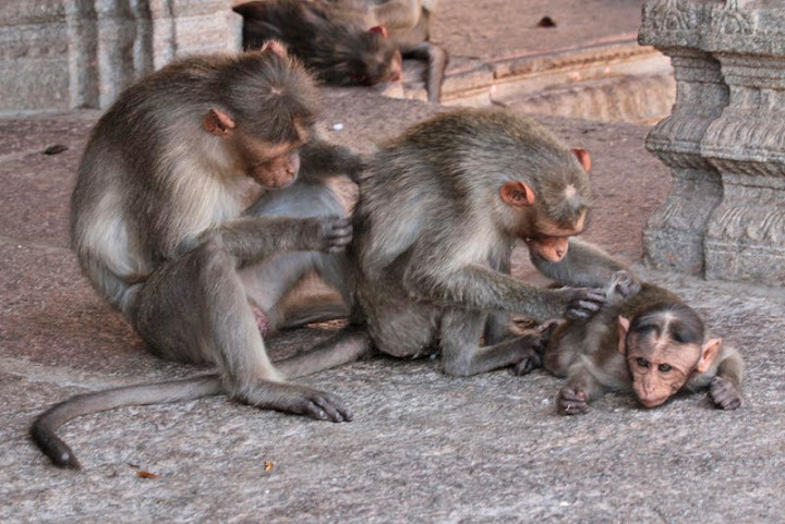family of monkeys india