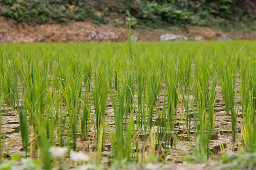 rice paddy fields in laos