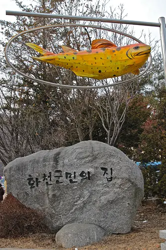 hwacheon trouts