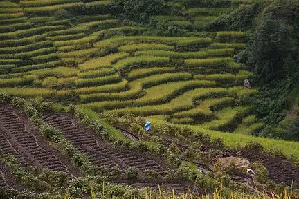 rice fields in nepal