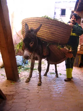 donkeys in fez