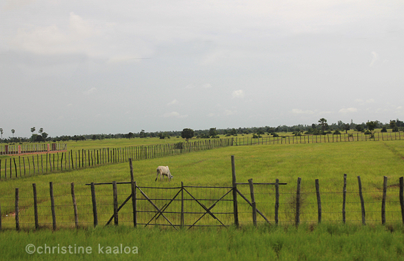 farming in cambodia