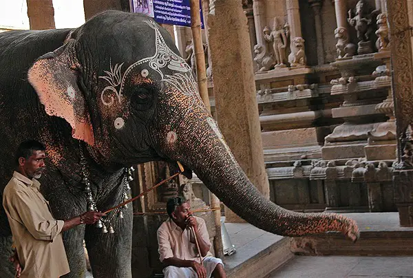 madurai temple elephant blessing