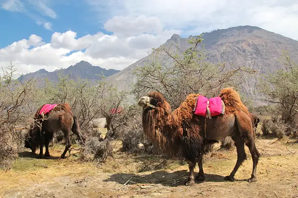 two humped camels in ladakh hundar diskit