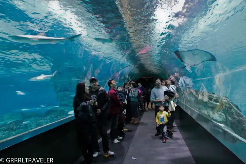 coex aquarium korea
