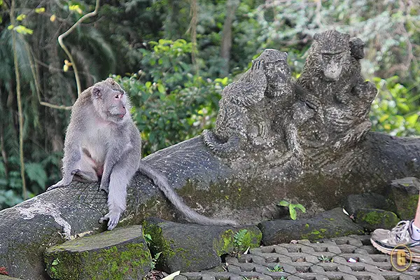 monkey forest ubud, things to do ubud, monkey forest bali, top attractions bali