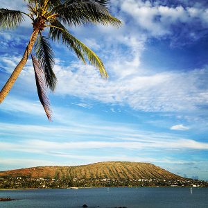 coconut trees hawaii, hawaii postcards, visit hawaii