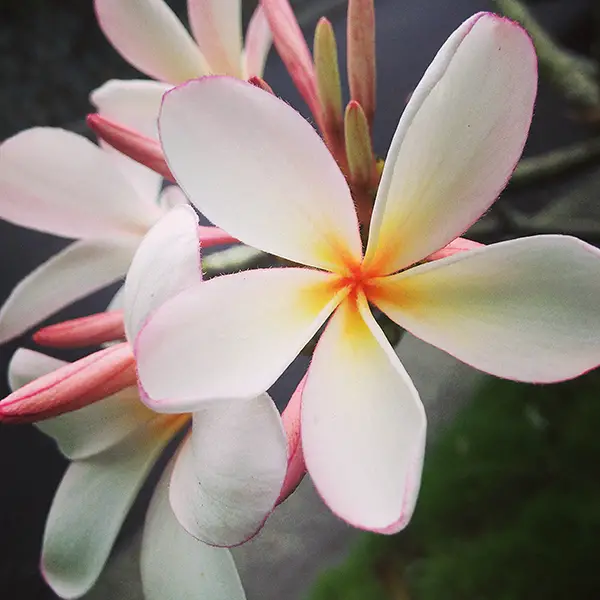 Flowers of Hawaii, Plumeria
