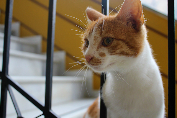 greek cat, cats in greece