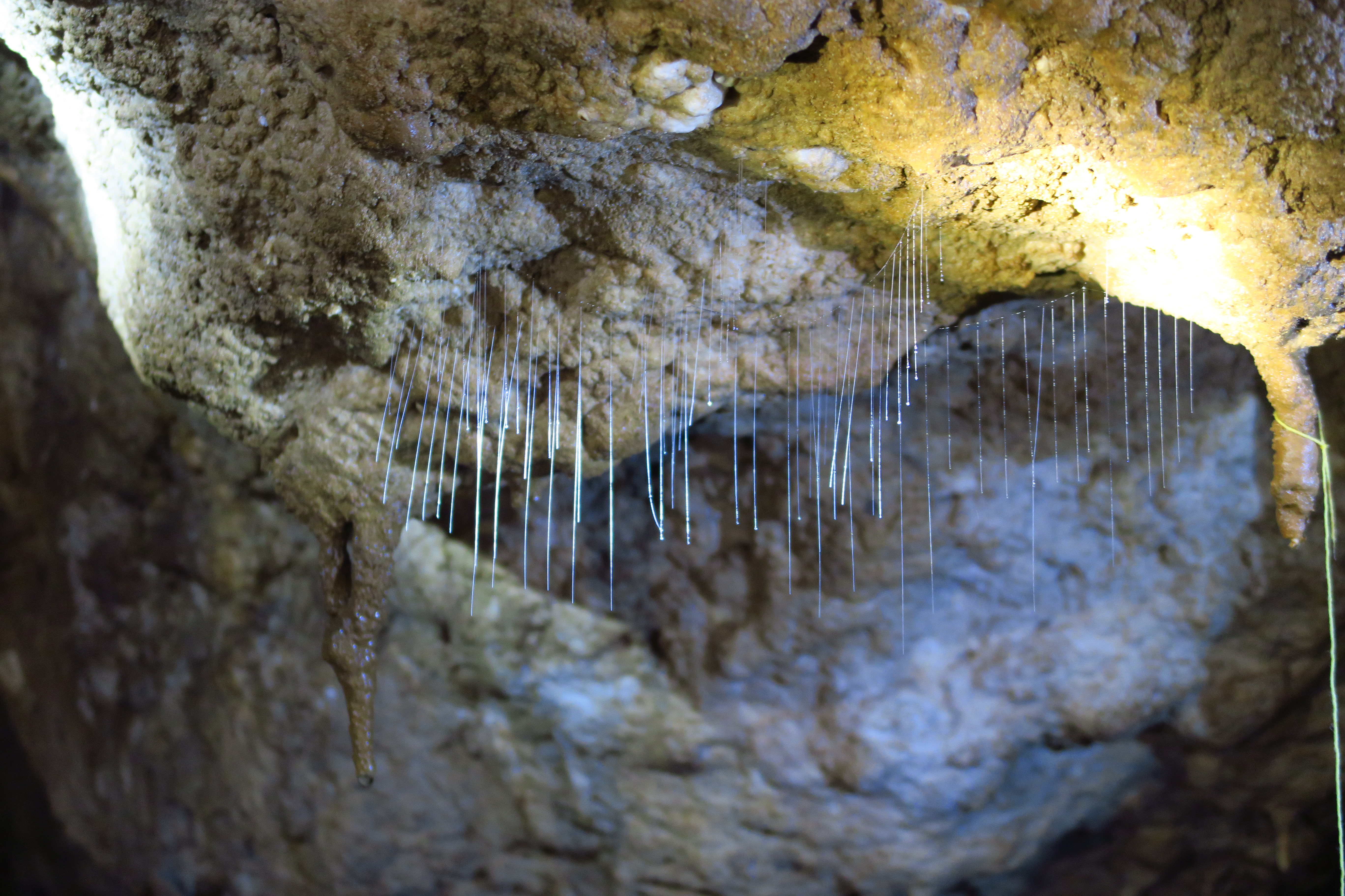 caving in thailand: silkworms