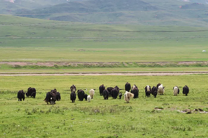 qinghai flatlands quilan, yak in qinghai, qinghai china
