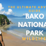 Bako National Park wildlife adventure, guide to bako national park