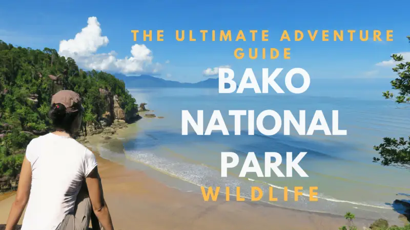 Bako National Park wildlife adventure, guide to bako national park