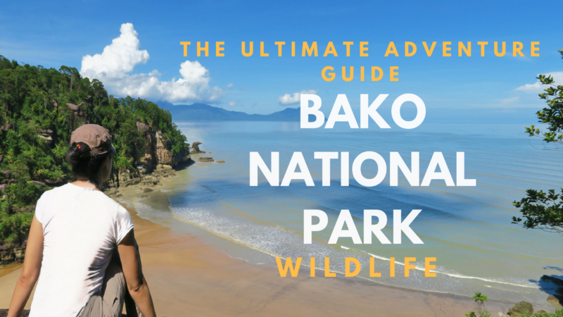 Ultimate Guide To Bako National Park Reasons To Go Now Sarawak Borneo Grrrltraveler