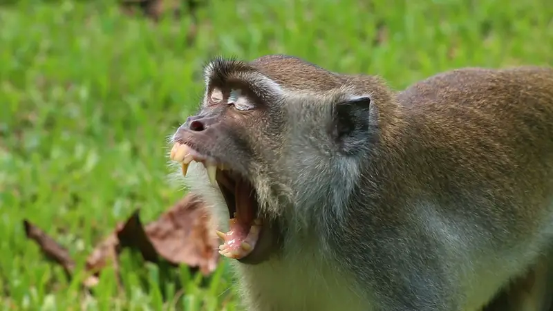 macaques, monkey in borneo, borneo monkeys, Bako National Park wildlife, Bako National Park attractions