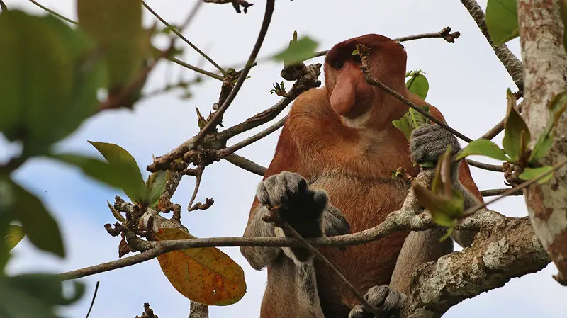 proboscis monkey, bako national park borneo, borneo animals, exotic monkeys, borneo monkey