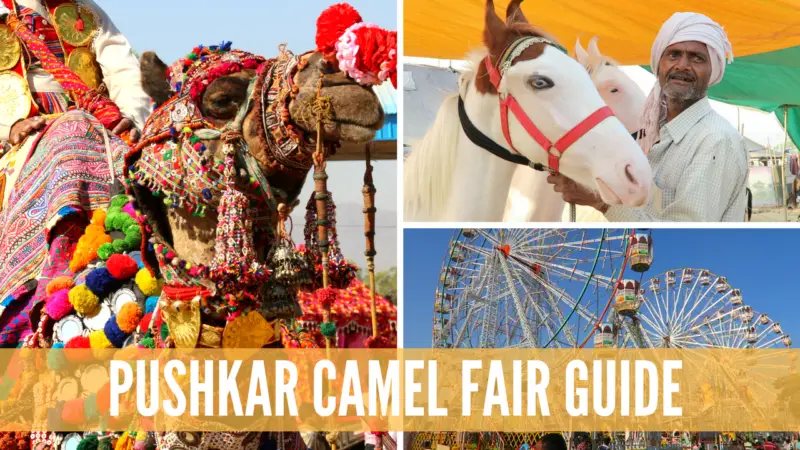 pushkar camel fair guide, guide to pushkar camel fair, pushkar camel fair, pushkar india, pushkar festival, camel festival india,