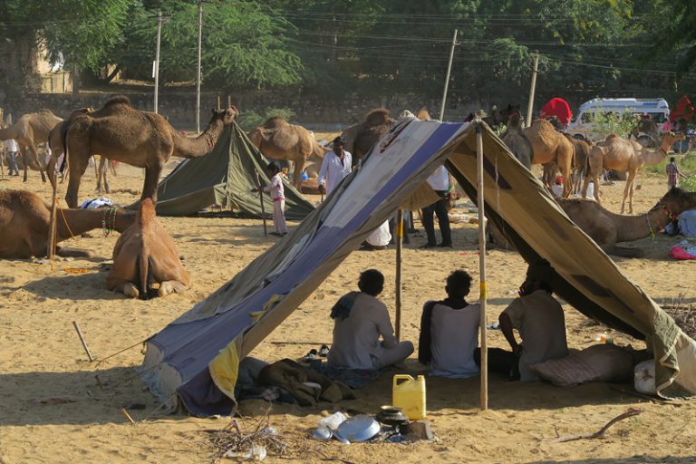 pushkar camel fair, pushkar mela