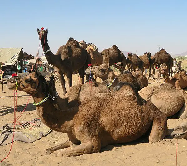 camel fair pushkar