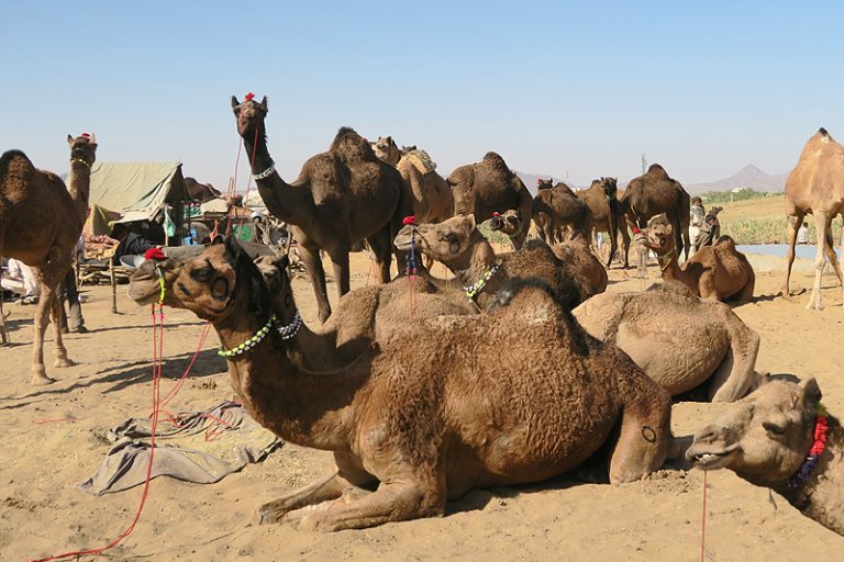 camel fair pushkar