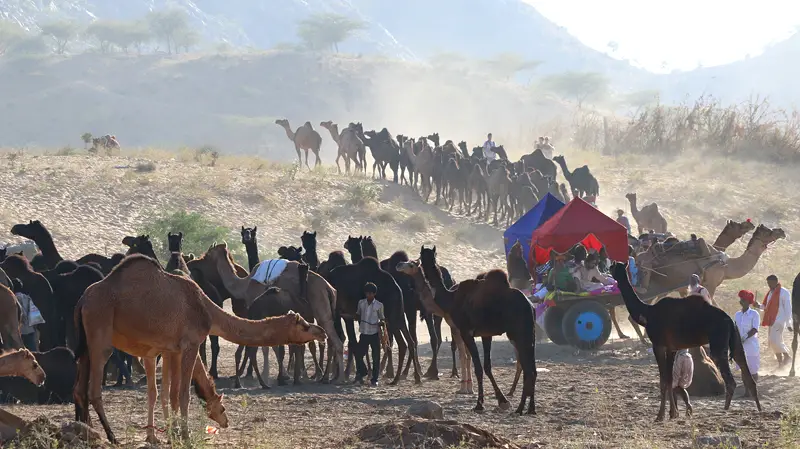 pushkar camel fair, pushkar camel festival, camel fair pushkar, camel festival, camel fair india
