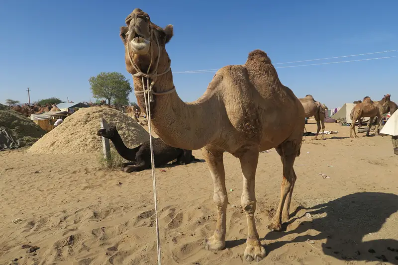 Pushkar Camels,pushkar camel fair, pushkar camel festival, camel fair pushkar, camel festival, camel fair india