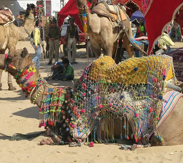horse camps pushkar, decorated camels,decorated camels at pushkar, pushkar camels