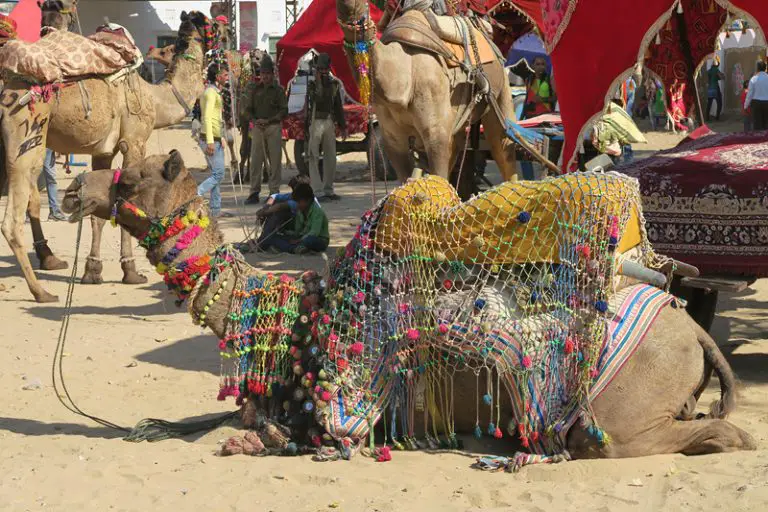 horse camps pushkar, decorated camels,decorated camels at pushkar, pushkar camels