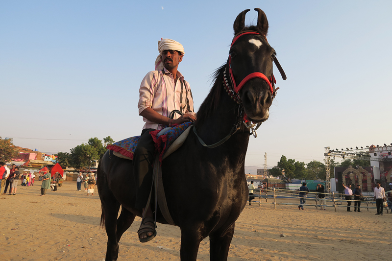 horse camps pushkar, pushkar mela, indian horses