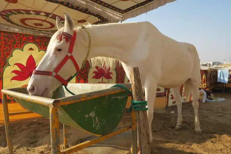 horse camps pushkar, indian horses pushkar