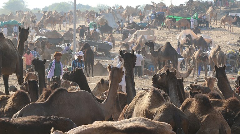 pushkar camel fair, pushkar mela