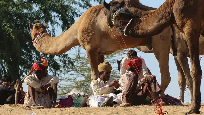 pushkar camel fair, pushkar camel festival, camel fair pushkar, camel festival, camel fair india