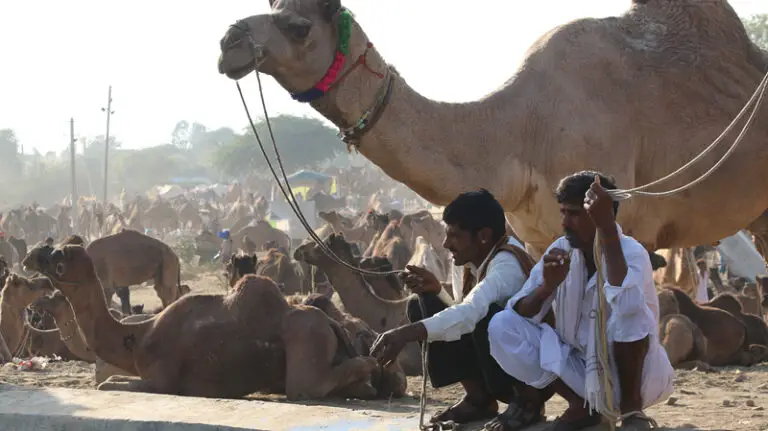 pushkar camel trading