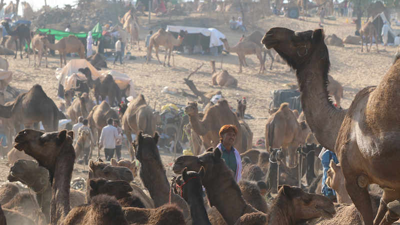 Pushkar Camel fair, Savitri Mountain , things to do in pushkar, pushkar attractions