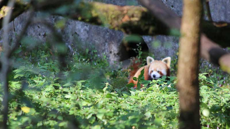 red panda darjeeling, himalayan zoo darjeeling