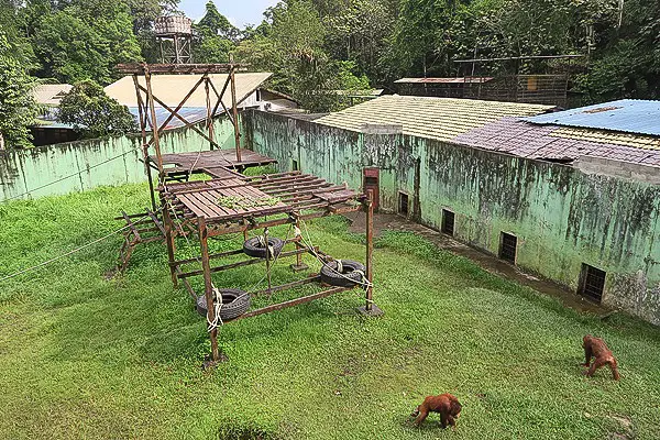 matang wildlife reserve: orangutans in rehabilitation