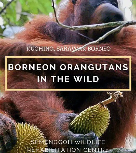 borneon orgutans, Semenggoh wildlife rehabilitation centre, Semenggoh wildlife Reserve, Orangutan feeding, kuching orangutans, borneo orangutans, borneo orangutan reserve