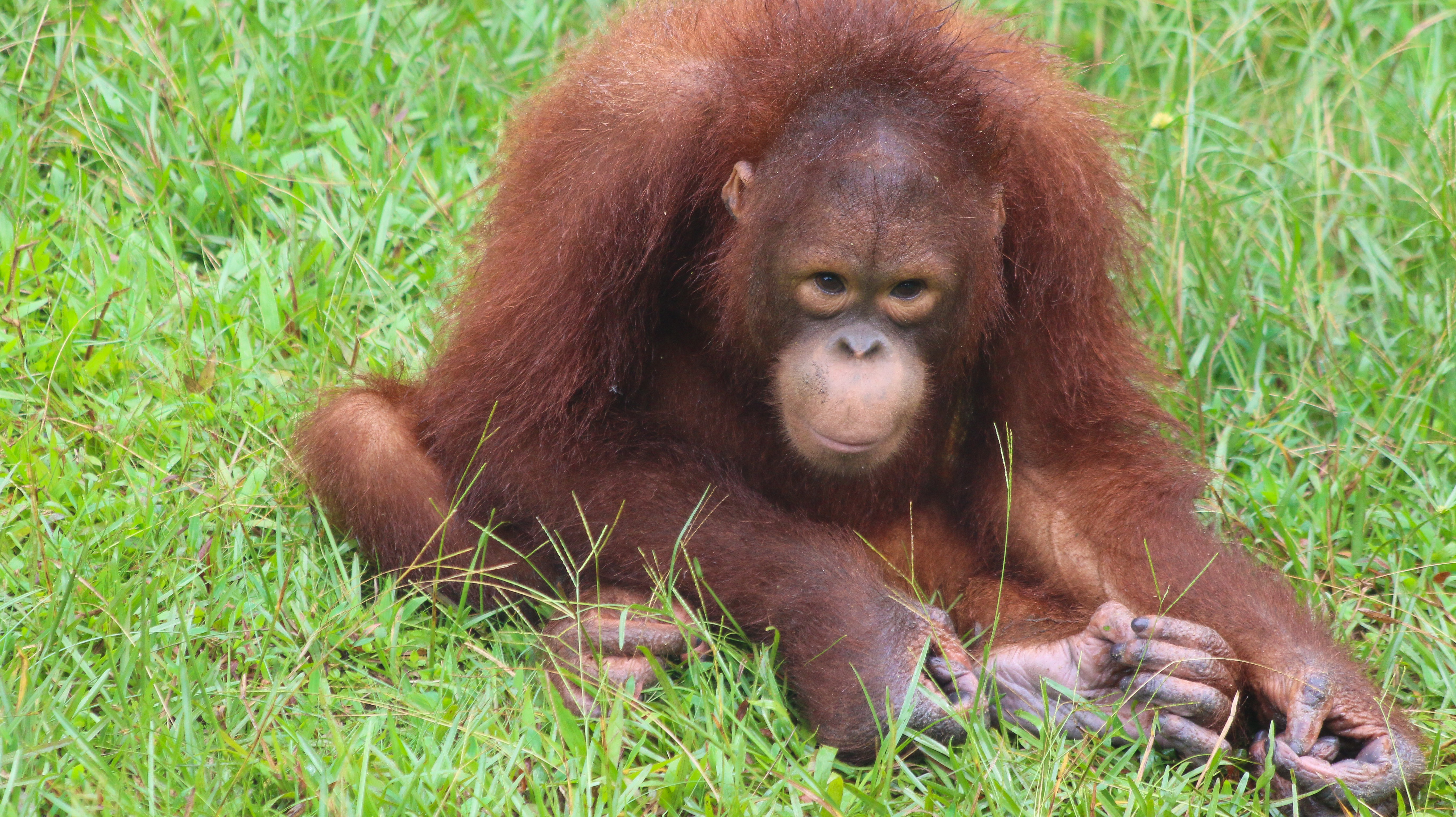 matang wildlife reserve, orangutans in rehabilitation